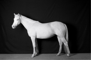 cavallo bianco ansia