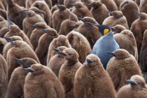 pinguino grigio tra pinguini marroni
